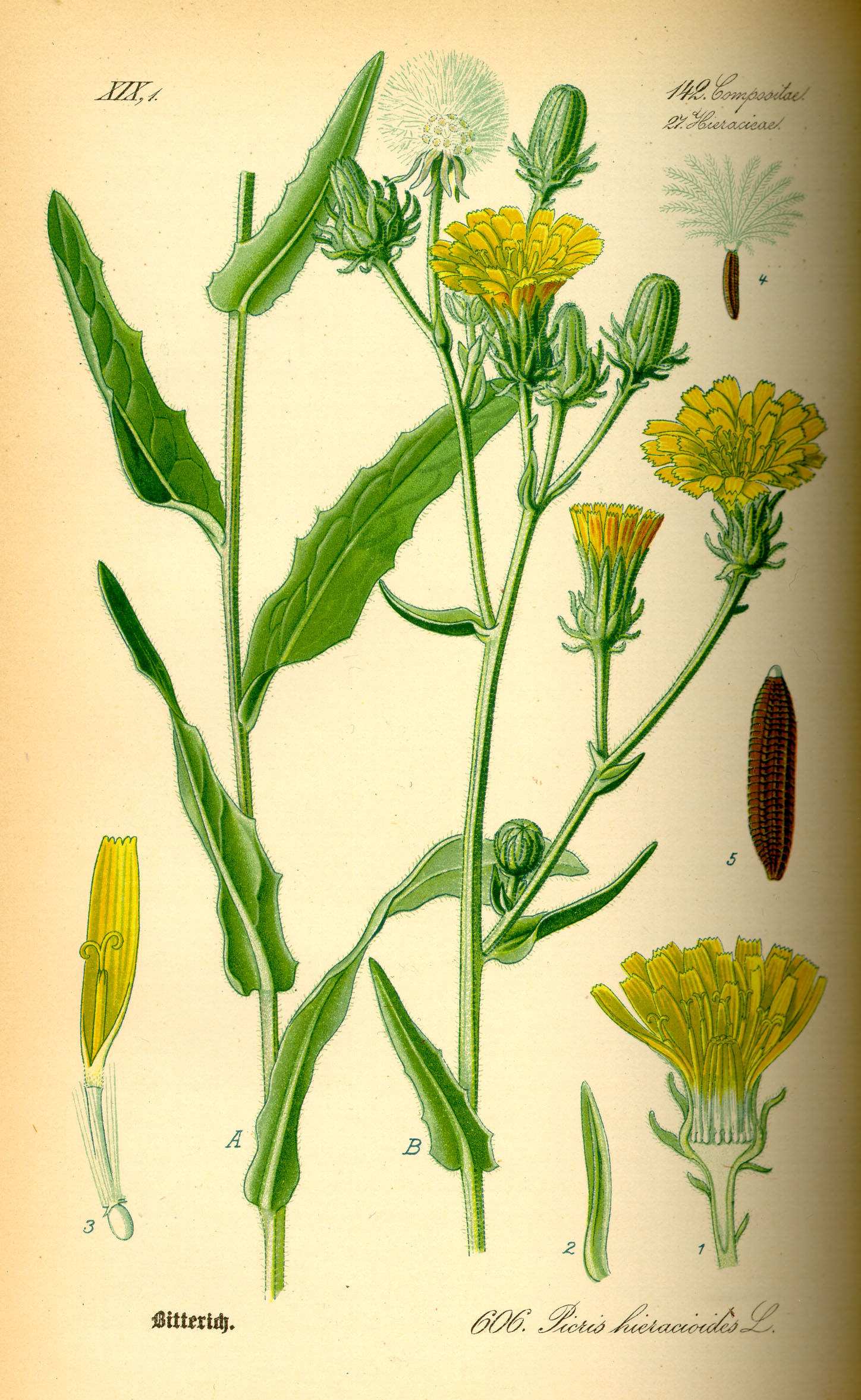 Imagem de referência de Picris hieracioides, descrito nos dados abertos como espécie de planta