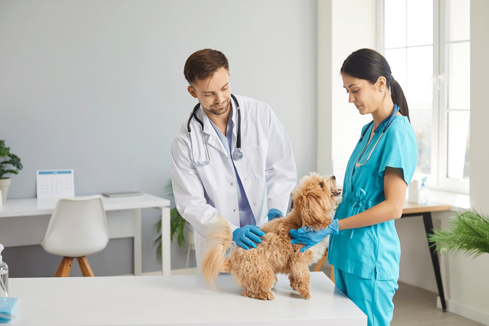 Sinais silenciosos: como identificar a doença hepática em cães e o desafio de tratar filhotes Portal EdiCase