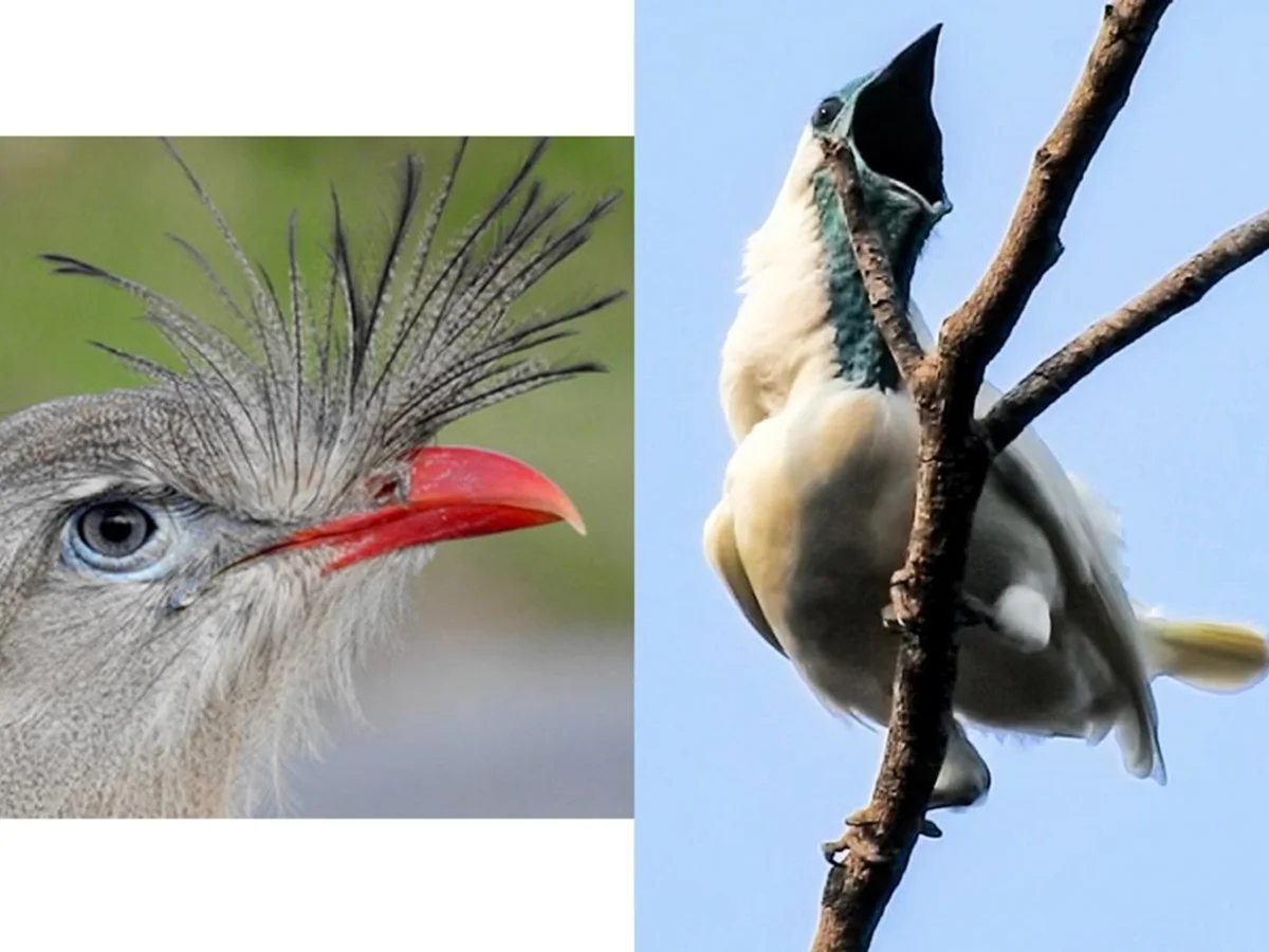 Duas aves brasileiras estão entre exemplares com o canto mais alto do mundo