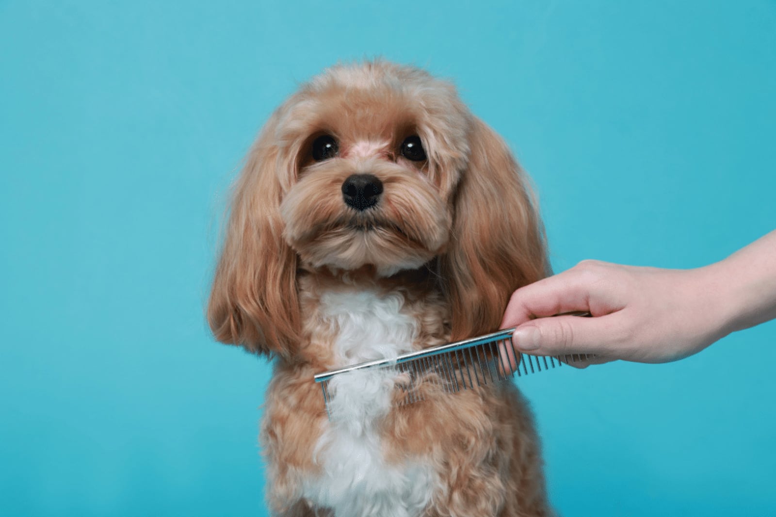 Como tirar nós do pelo do cachorro: veja cuidados para desembaraçar sem causar desconforto ou precisar cortar a pelagem Portal EdiCase