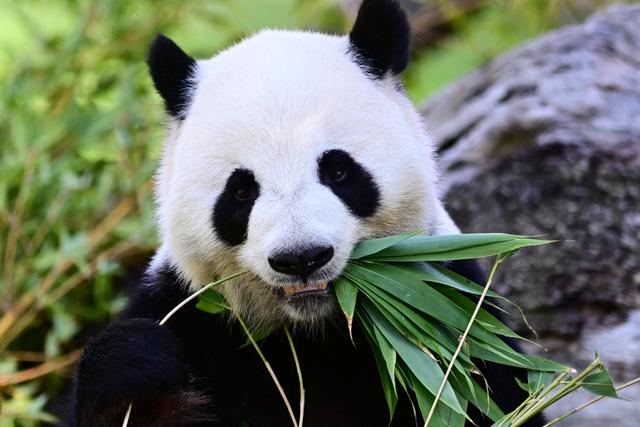 A China envia dois panda-gigantes para os Estados Unidos como gesto de diplomacia