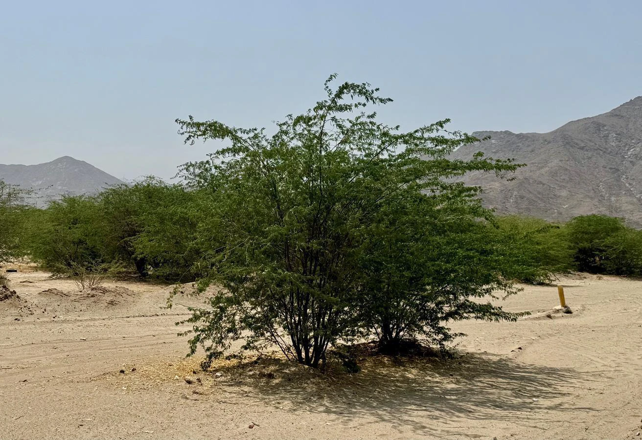 Centro meteorológico da Arábia Saudita alerta sobre chuvas fortes e enchentes repentinas nas regiões ocidentais