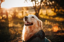 Festa de aniversário para cachorro? O cardápio tem até coxinha e brigadeiro