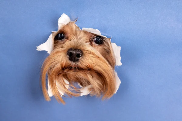 Adaptar a dieta e a rotina a diferentes fases aumenta a saúde dos pets