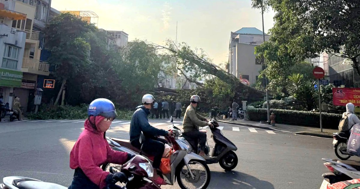 Uma árvore de figo de um prédio tombou e bloqueou a rua Đinh Tiên Hoàng - Võ Thị Sáu, em TP.HCM.