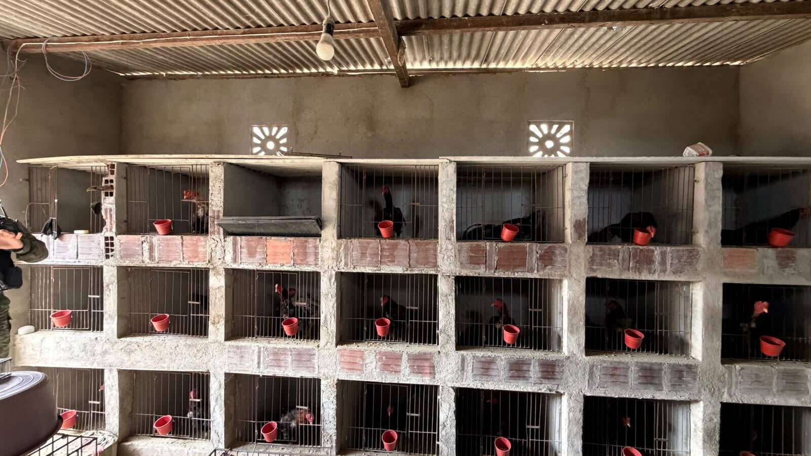Imagem da matéria: Suspeitos de homicídio são presos com mais de 60 animais em situação de maus tratos, na Paraíba