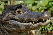 Comédia animal: veja 8 das fotos mais engraçadas da vida selvagem de 2026