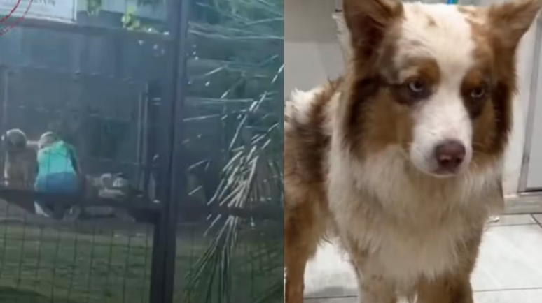 Tutor de cão agredido por dona de hotel para pets desabafa e cobra respostas: 'Mínimo que a gente espera é segurança'