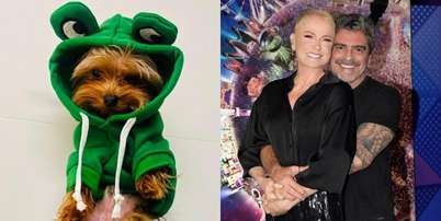 Theozinho era o cachorro mais novo de Xuxa Meneghel e Junno Andrade Foto: @junnoandrade e Blad Meneghel/@xuxameneghel via Instagram / Estadão