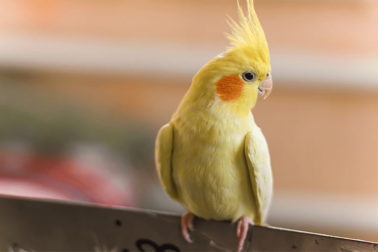 Aurora, Kiwi ou Pipoca? Veja nomes fofos e diferentes para escolher para o seu passarinho