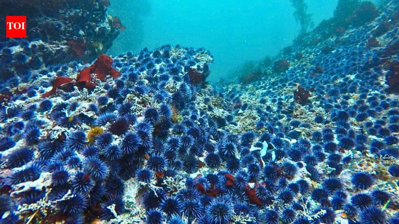 O santuário da Califórnia está removendo ouriços-do-mar roxos para ajudar na restauração de algas; 117.847 libras foram adicionadas ao composto.